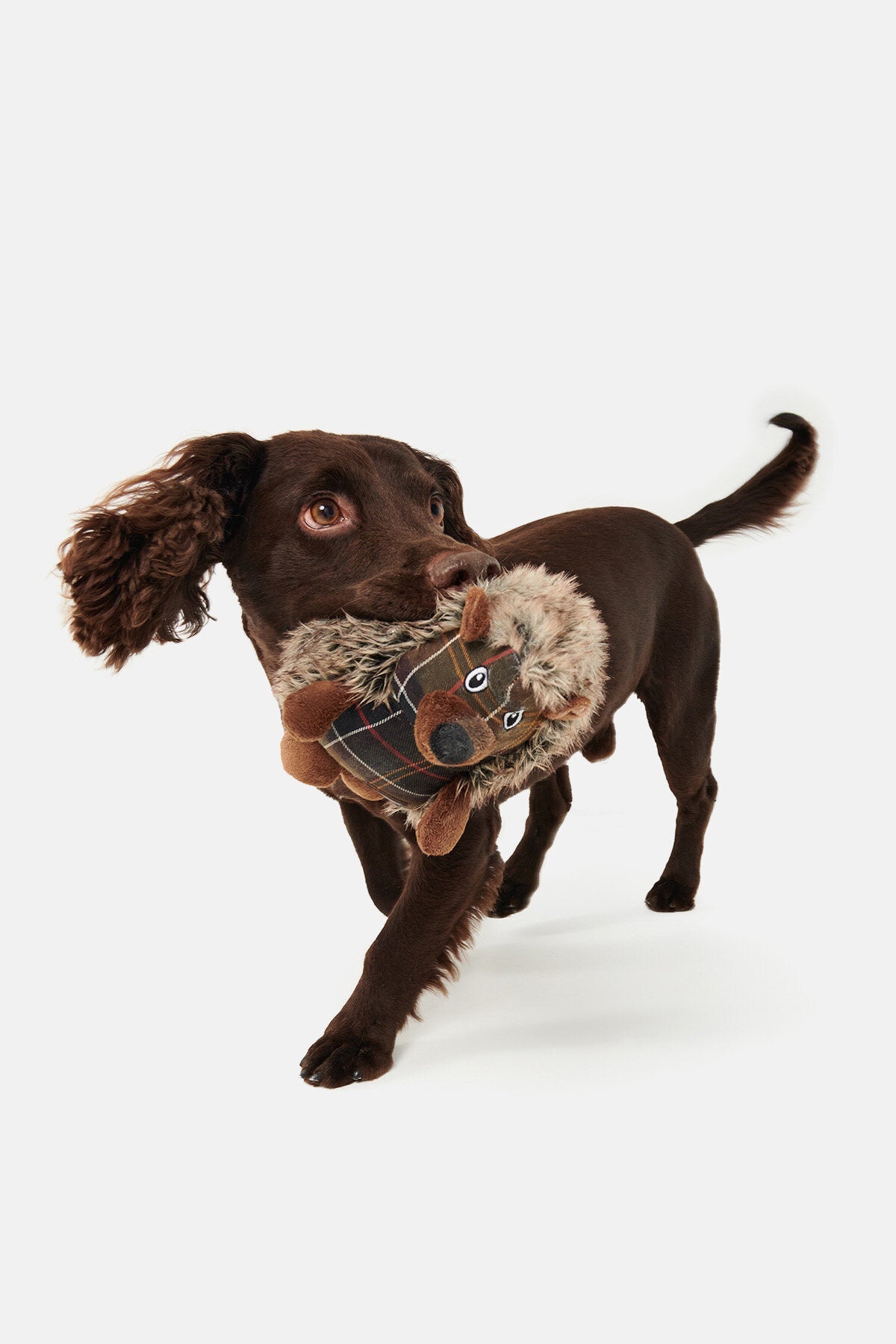 Igelspielzeug für Hunde