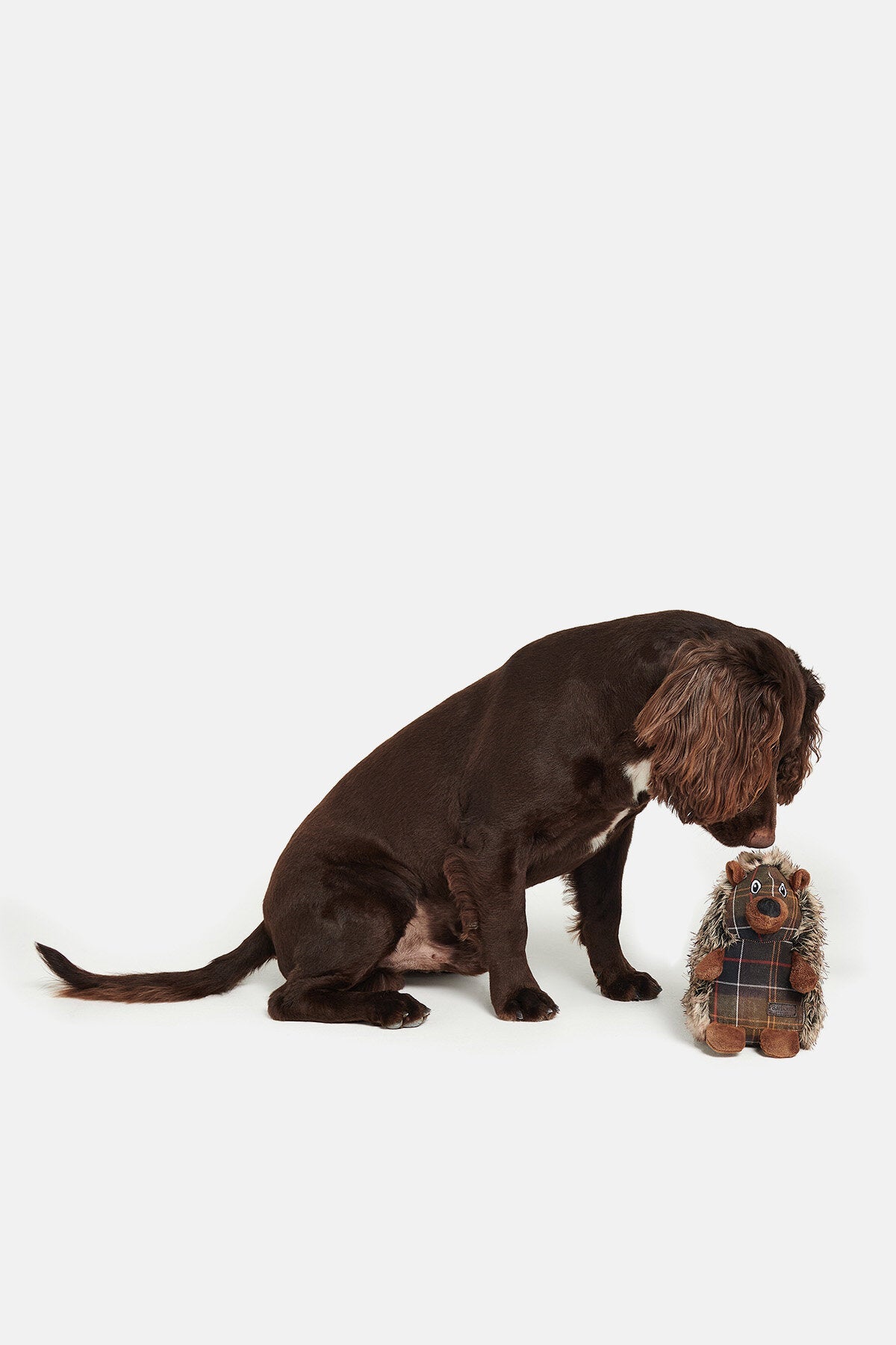 Igelspielzeug für Hunde