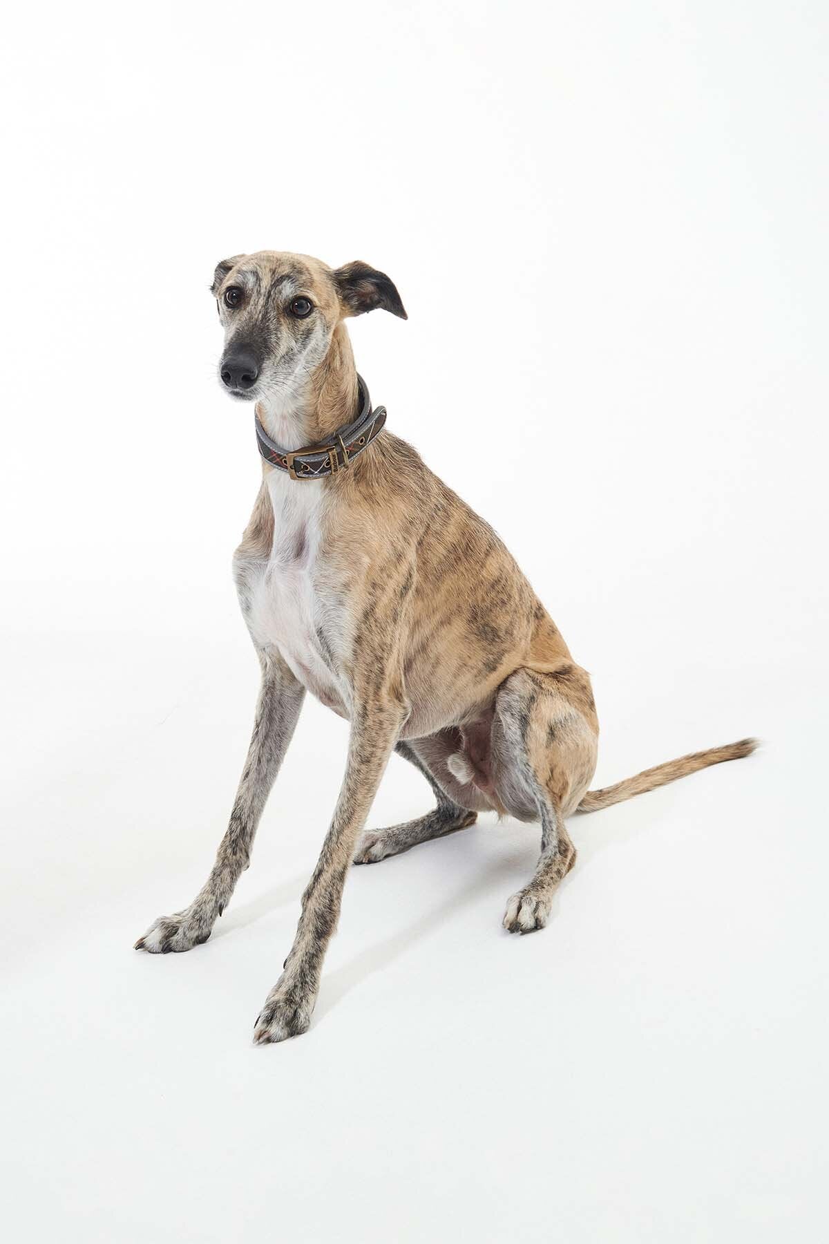 Lurcherhalsband „Comfort“