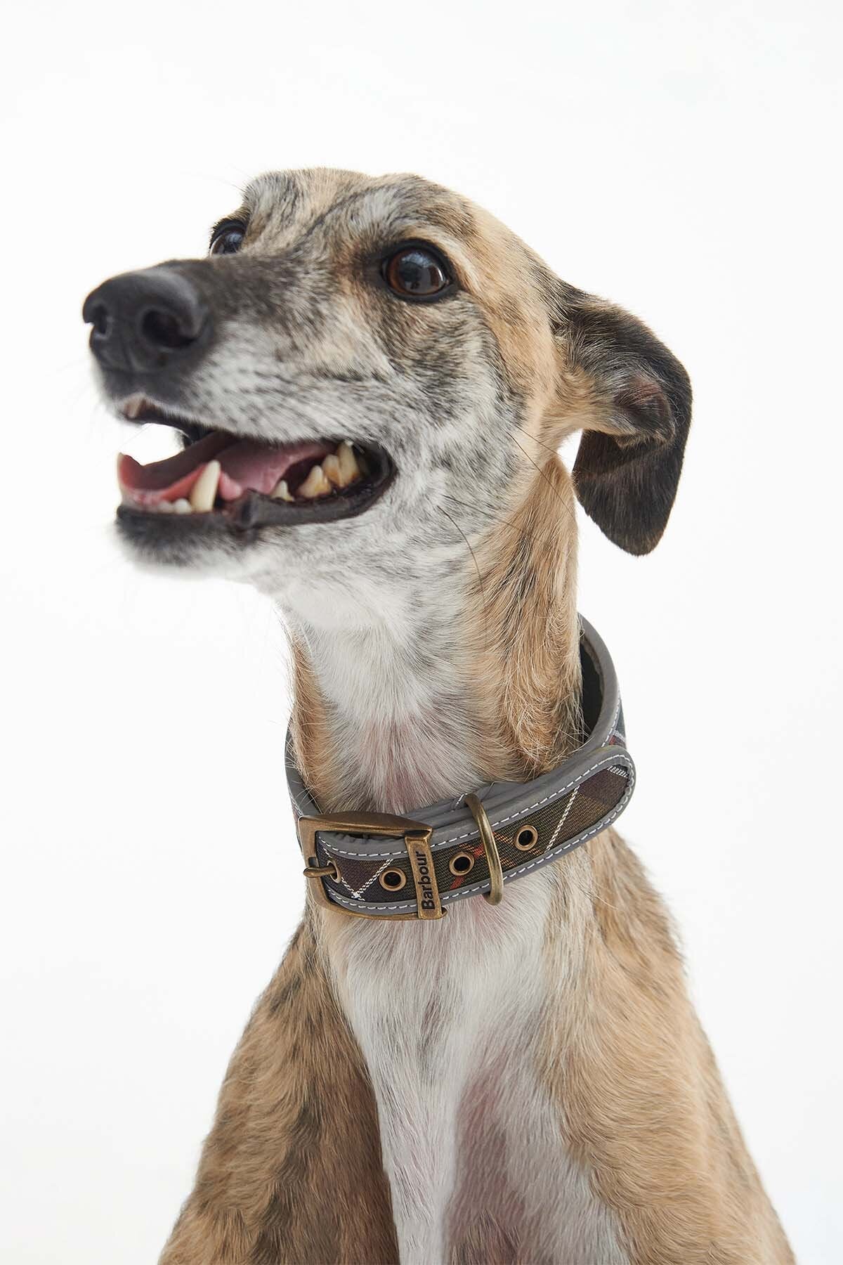Lurcherhalsband „Comfort“