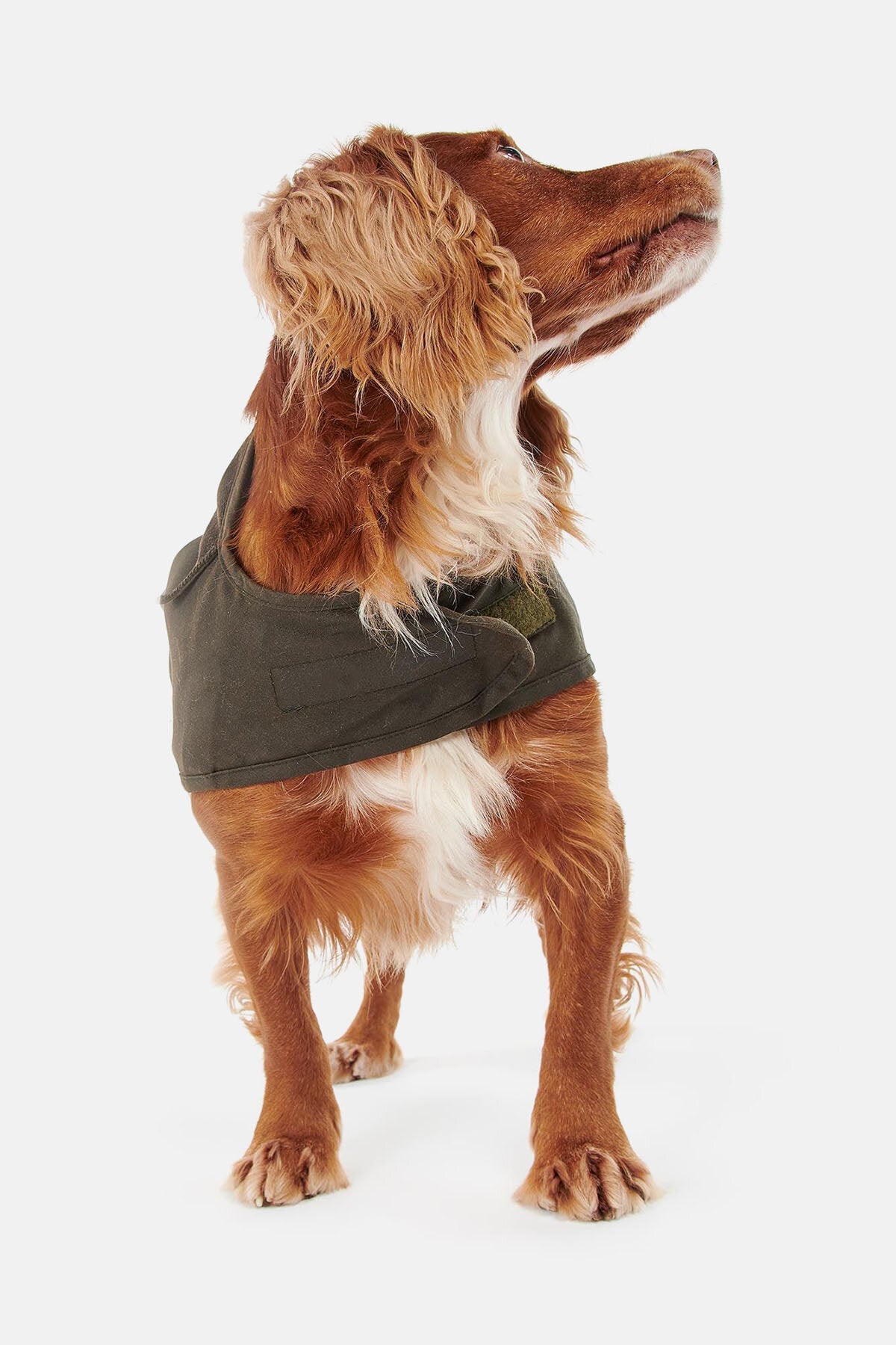 2-in-1-Wachs-Hundemantel